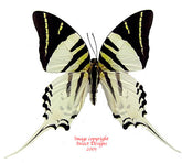 Graphium androcles androcles (Sulawesi) A-